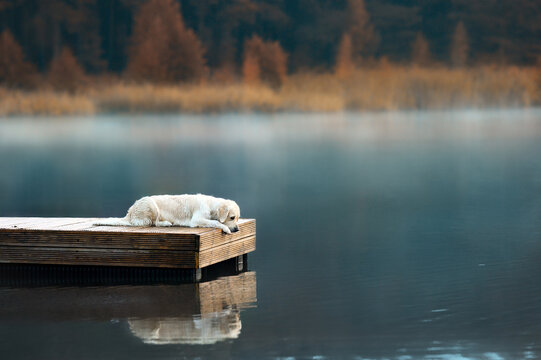 golden retriever dog lying down at the lake and looking into water at her reflection
