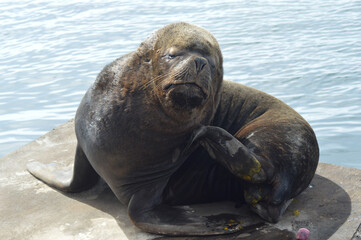 Fototapeta premium sea ​​lion, marine mammal in the pacific ocean