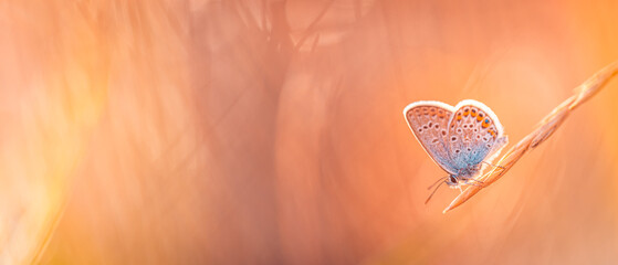 Sunset light nature meadow field with butterfly as autumn background. Beautiful dry fall meadow...