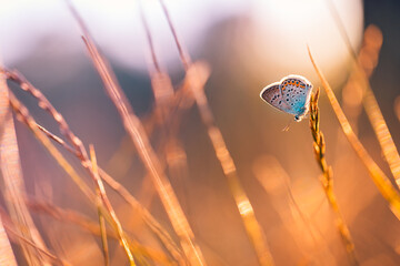 Sunset light nature meadow field with butterfly as autumn background. Beautiful dry fall meadow...