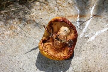 Apfel auf einer Steinplatte ist durch die Sonne getrocknet