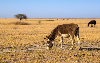 Grazing donkey on a barren pasture in the Kalahari, Rakops, Botswana