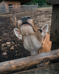 goat on the farm