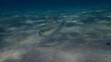 Pearly razorfish or cleaver wrasse (Xyrichtys novacula) undersea, Aegean Sea, Greece, Halkidiki