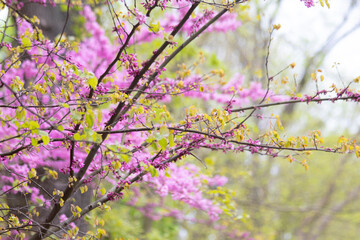 beautiful in garden