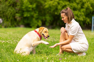 dog labrabod gives a paw to a girl, dog training concept - obrazy, fototapety, plakaty