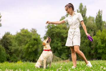 a young girl gives a treat to a labrador dog in the park. dog training concept