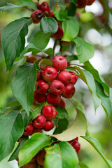 Pink Chinese apples, ranetka or paradise apples on the green branch Malus prunifolia, plumleaf crab apple, plum-leaved apple, pear-leaf crabapple or Chinese crabapple