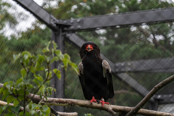 Bateleur: a face of black hawk perched on a branch