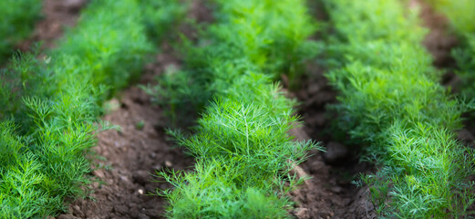 Fresh young dill growing in rows on a vegetable patch.