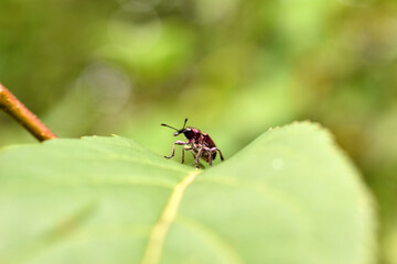 In the picture, a blue weevil sits on a leaf of a plum tree.