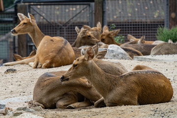 Social gathering: does gathering in the zoo