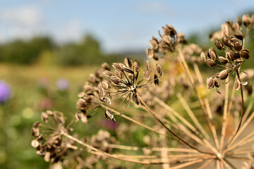 Dry dill umbrella with seeds against the sky.
