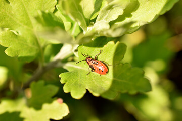 Nymph killer beetle sits on a green leaf.
