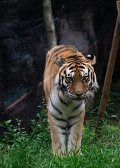 King of the jungle, but...: a cute tiger is showing up and it approaches to the visitors