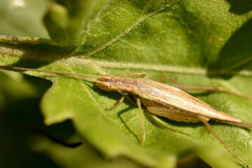 The scorpion insect sits on the grass.