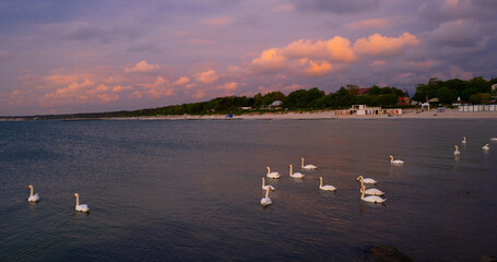 swans on the Baltic Sea at sunset. Ustka, Poland