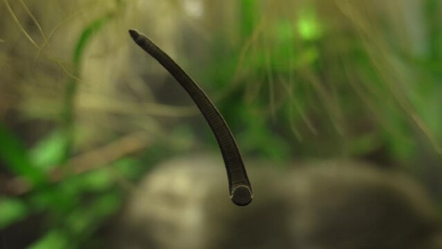 This video shows a close up view of a leech on a lens under water.