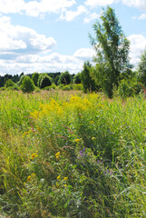 Summer landscape. An overgrown field. Voluminous shrubs. Grass in the foreground. Cloudy. Natural landscape. The expanses of Russia