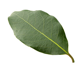 Fresh bay green leaf