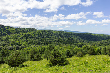 summer mood, natural mountain park, flowering plants in the bosom of nature on a sunny day.