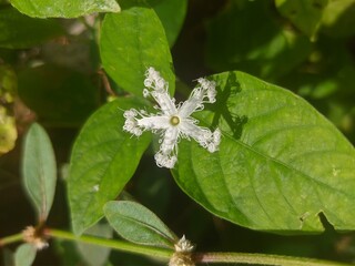 white flower with dew