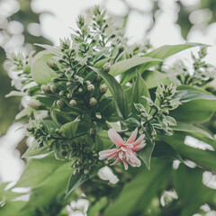 Dutch jasmine flowers (Quisqualis indica) as Chinese honeysuckle, Rangoon Creeper, Combretum...