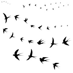 birds fly to warm countries