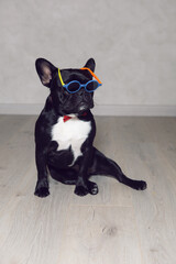 young fashionable in sunglasses colored glasses dog black french bulldog stands on the floor of a house in a red bow tie against a light wall.