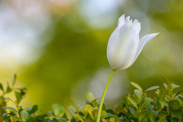 white tulips , spring-blooming and the flowers are usually large , so beautiful in garden