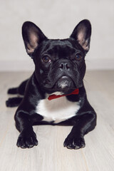 young dog black french bulldog stands on the floor of a house in a red bow tie against a light wall.