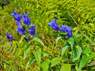 Schwalbenwurz-Enzian; Gentiana asclepiadea; willow gentian