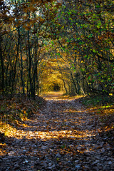Autumn landscape. Yellow, red, orange and brown leaves. Fall foliage during autumn season with warm sunlight in the forest.