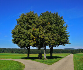 Drei Linden an einer Weggabelung auf der Schwäbischen Alb