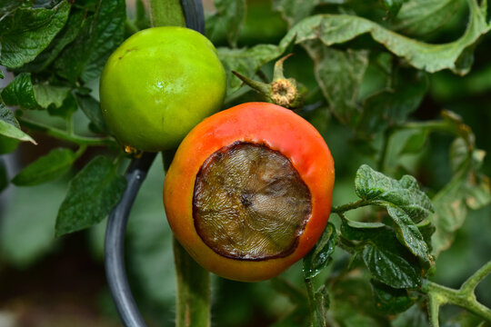 Tomate; tomato, Solanum lycopersicum; Blütenendfäule; Fruchtendfäule;