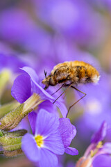 Insekt Wollschweber auf Blüte 