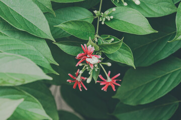 Dutch jasmine flowers (Quisqualis indica) as Chinese honeysuckle, Rangoon Creeper, Combretum indicum red, pink, rose colors, green leaves, is ornamental flower plant that has climbing properties.