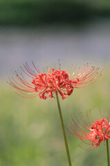 燃えるような彼岸花