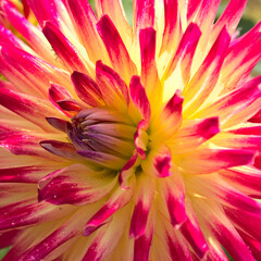 dahlia flower in blossom close up