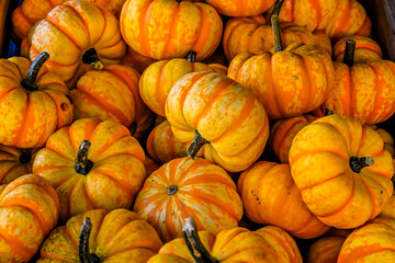 Spark, Cucurbita Pepo, Kürbis, Speisekürbis, Mikrowellen-Kürbis, Kürbisernte, Kürbismarkt,...