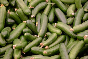 Cucumber - Fresh and organic vegetables at farmers market - Turkish Market
