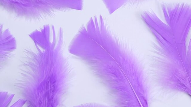 Purple Feathers Stock Photo by ©MichaelFitzsimmons 77597266