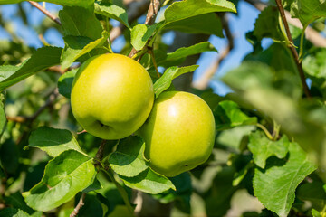 two apples on tree, variety Golden Delicious, summer day