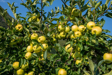 many apples on tree, variety Golden Delicious, fruit cultivation