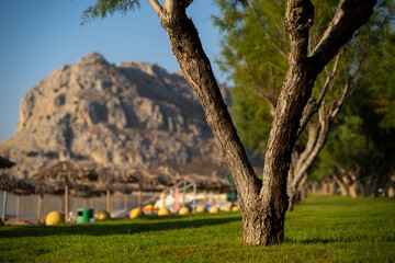 Alley of trees on a green lawn near the beach