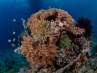 Fototapeta na wymiar Lush coral block in Indonesia