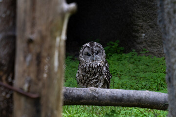 A little owl looking at the camera