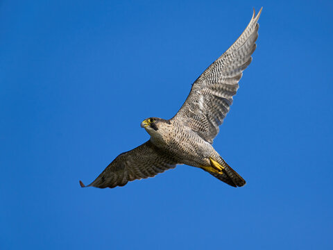 Peregrine Falcon (Falco Peregrinus)