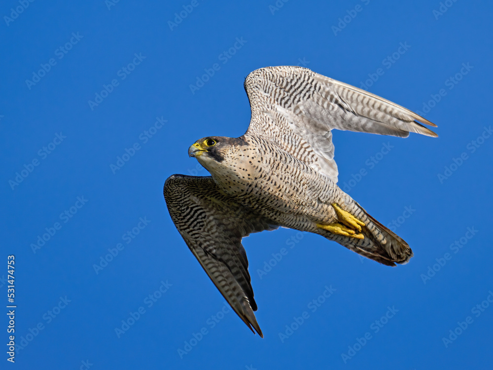 Sticker Peregrine falcon (Falco peregrinus)