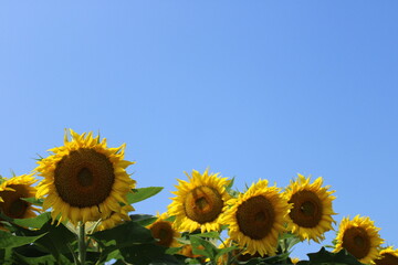 sunflowers in the field